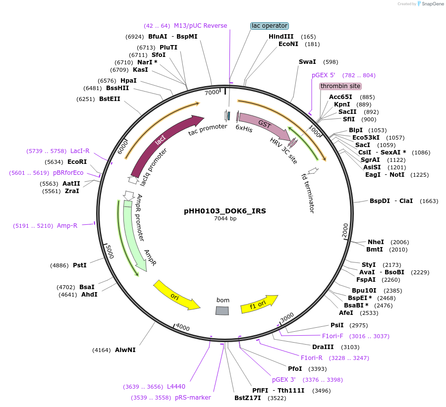 109886-plasmid-map-sequence-id-214925