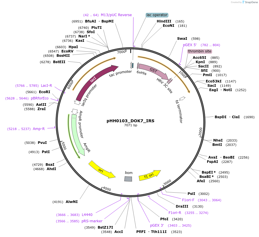 109887-plasmid-map-sequence-id-214926