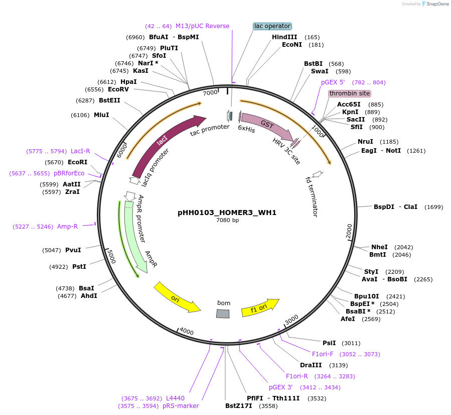 109891-plasmid-map-sequence-id-214929