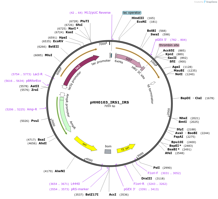 109892-plasmid-map-sequence-id-214930