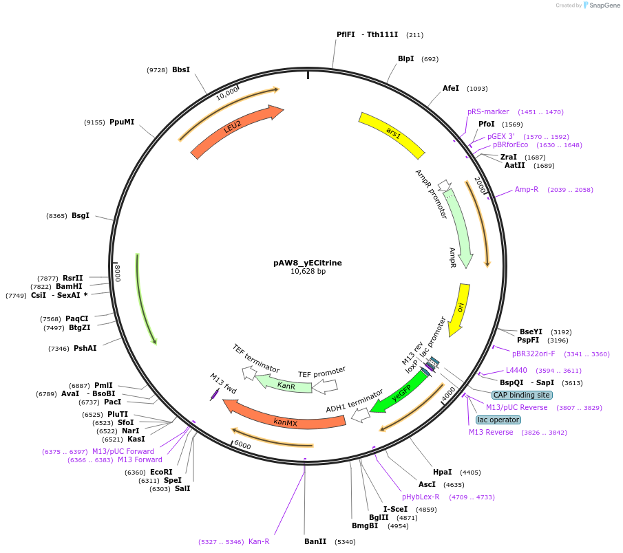 110231-plasmid-map-sequence-id-214931