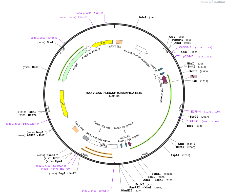 106186-plasmid-map-sequence-id-214933