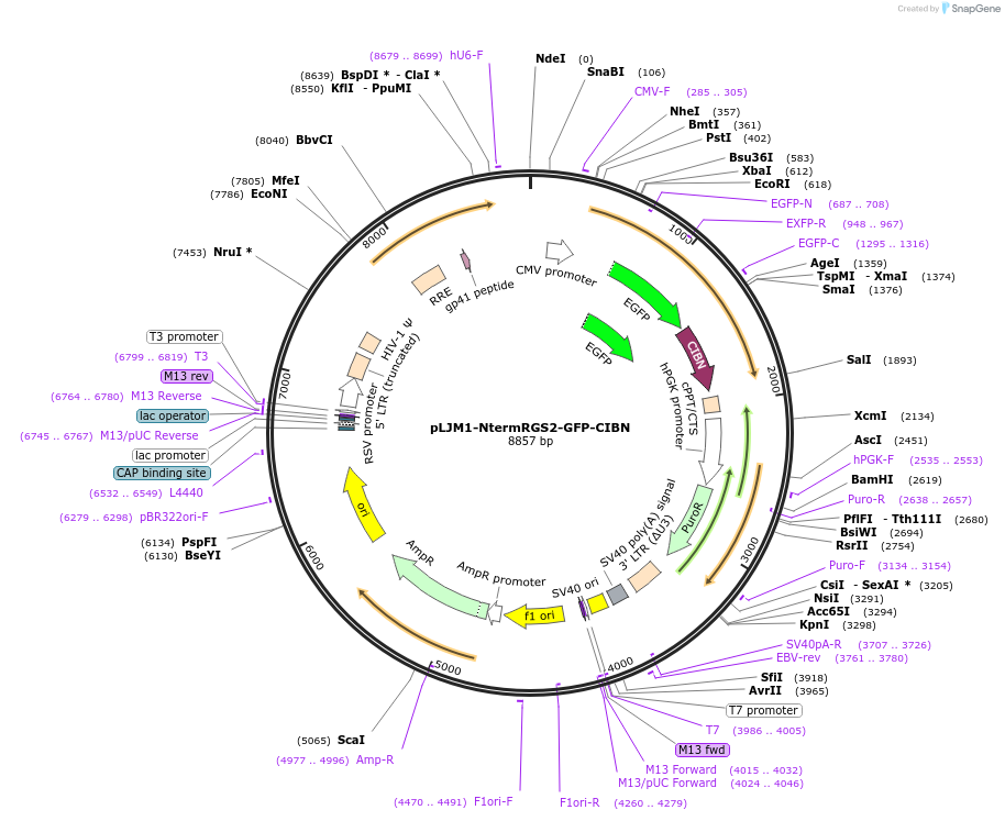 112258-plasmid-map-sequence-id-214934