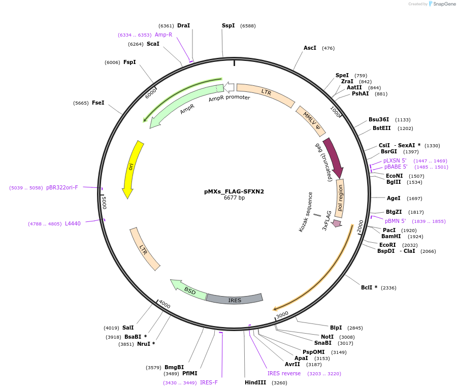 110636-plasmid-map-sequence-id-214938