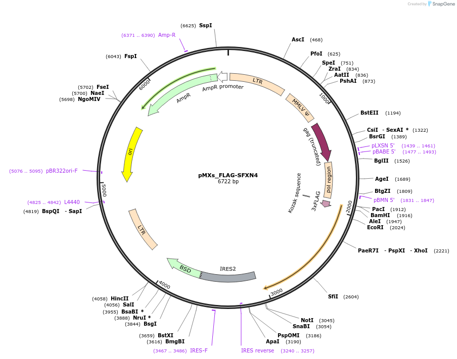 110638-plasmid-map-sequence-id-214939