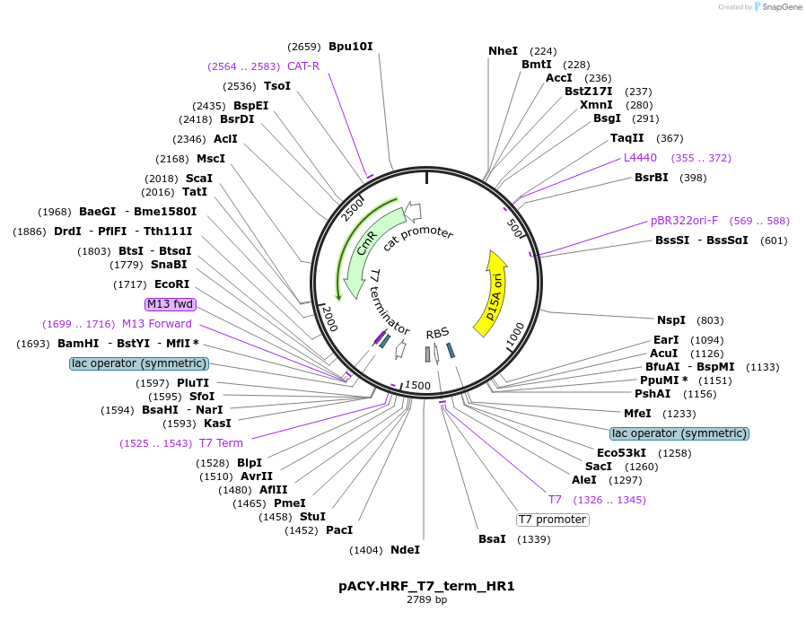 111981-plasmid-map-sequence-id-214943