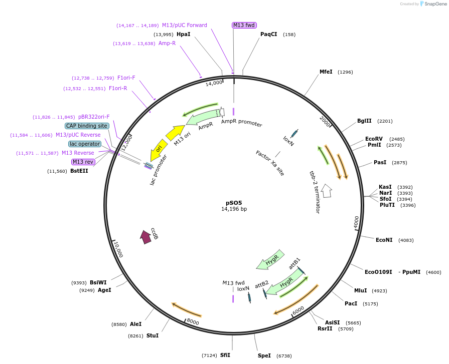 106364-plasmid-map-sequence-id-214944