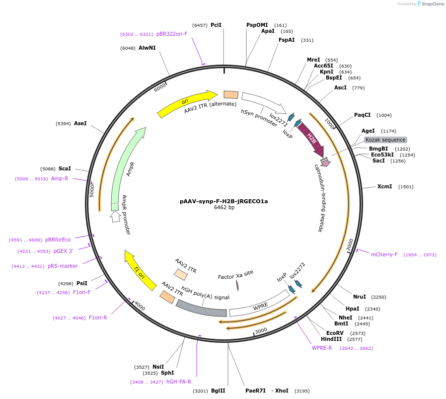 102995-plasmid-map-sequence-id-214947