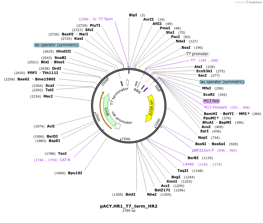 111983-plasmid-map-sequence-id-214949
