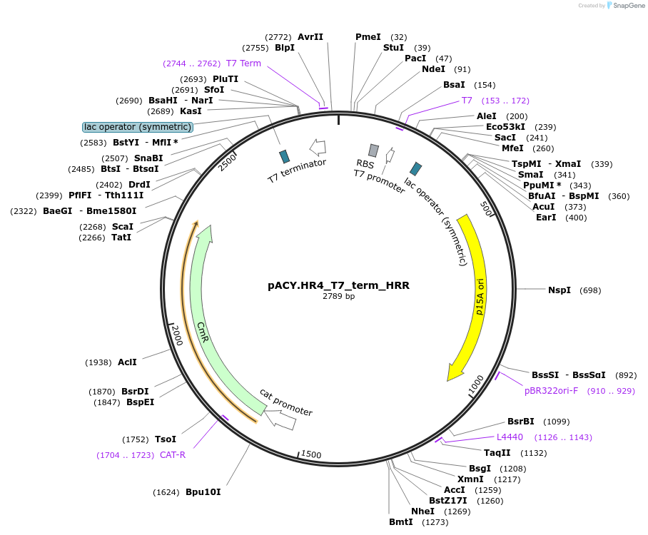 111986-plasmid-map-sequence-id-214954