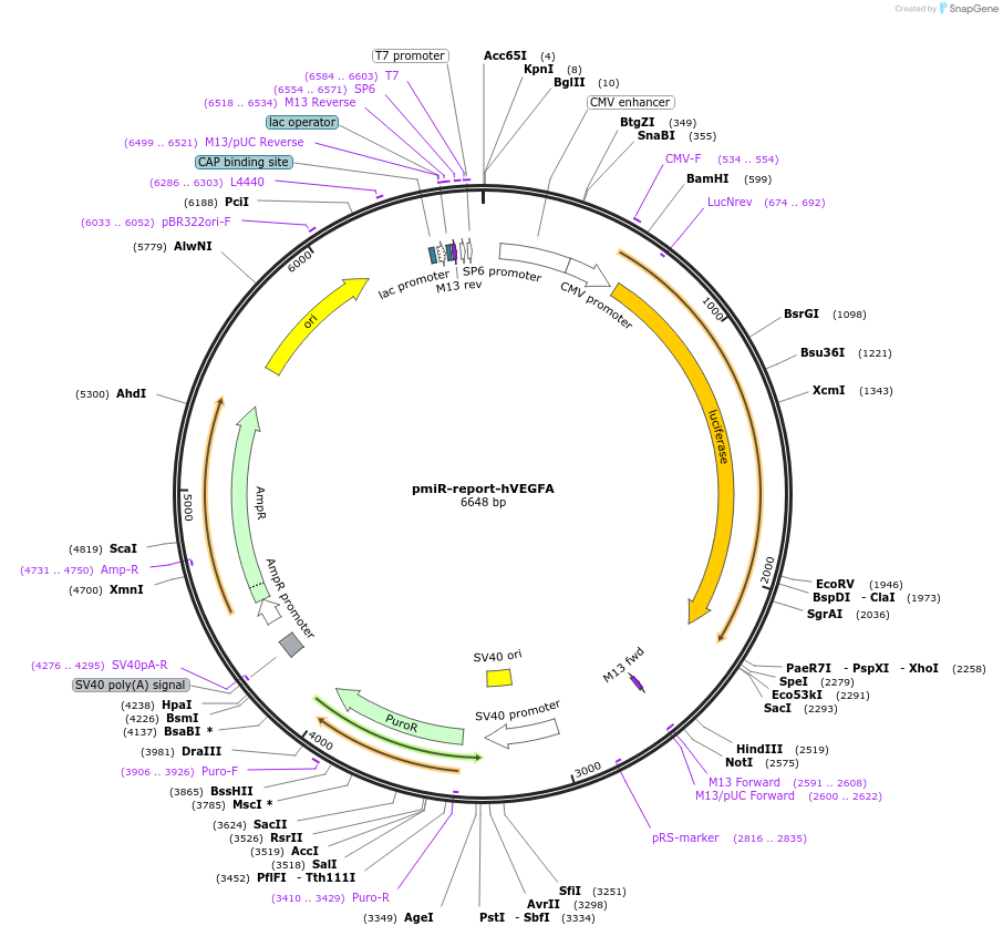 112553-plasmid-map-sequence-id-214962
