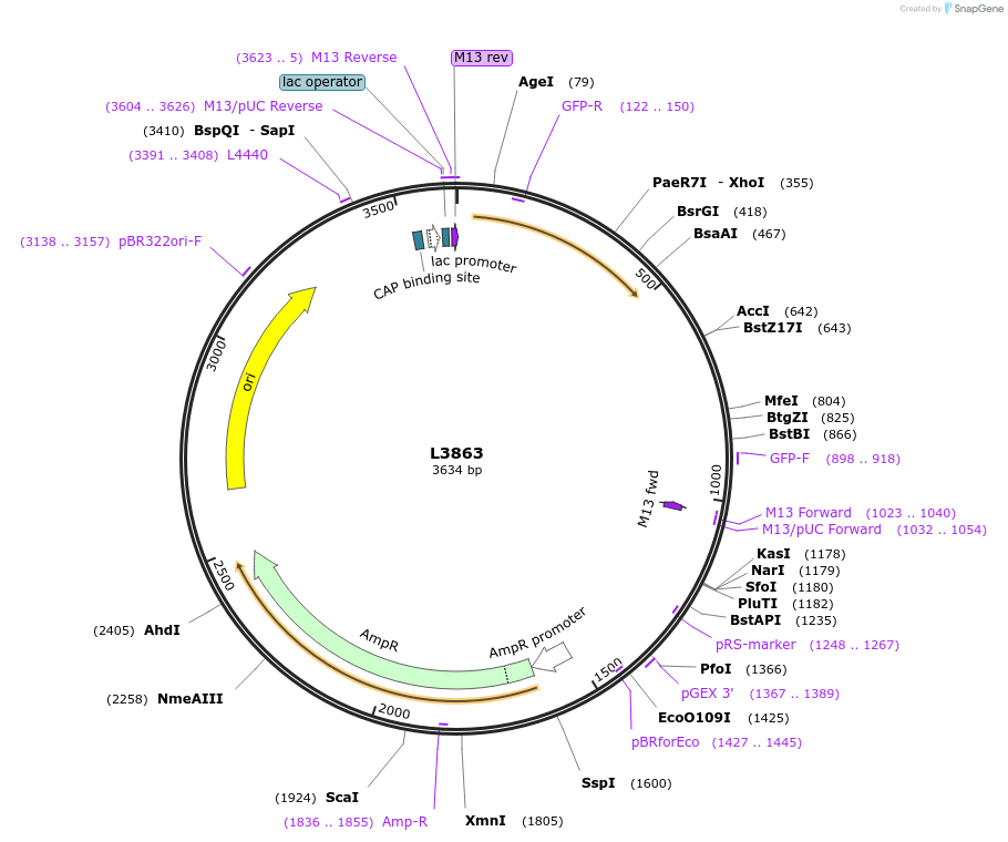 1605-plasmid-map-sequence-id-215