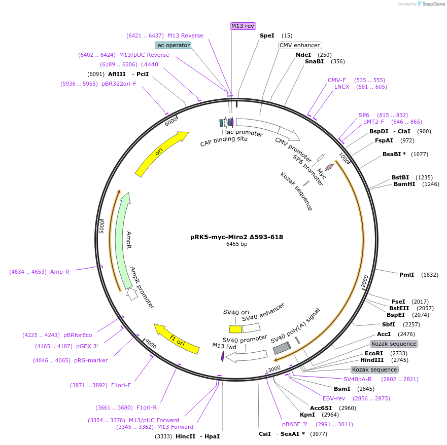 47901-plasmid-map-sequence-id-215003
