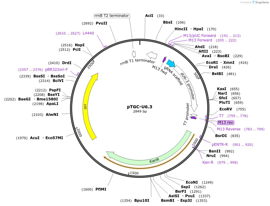 112810-plasmid-map-sequence-id-215035