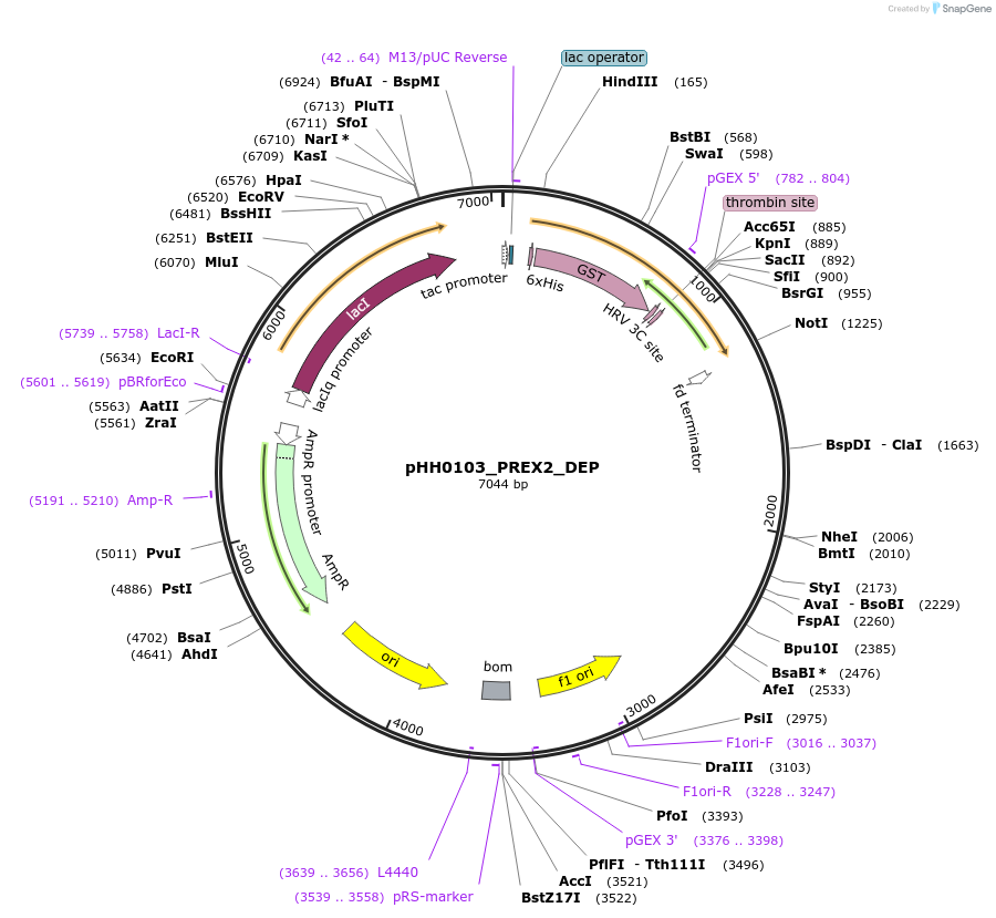 109893-plasmid-map-sequence-id-215038