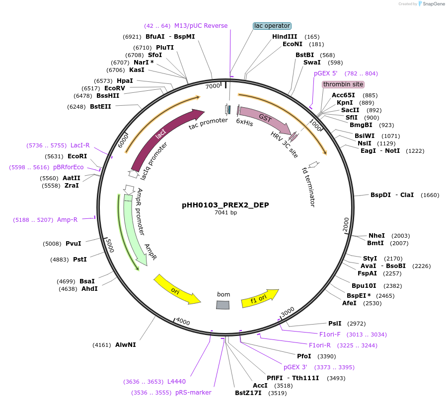 109894-plasmid-map-sequence-id-215039