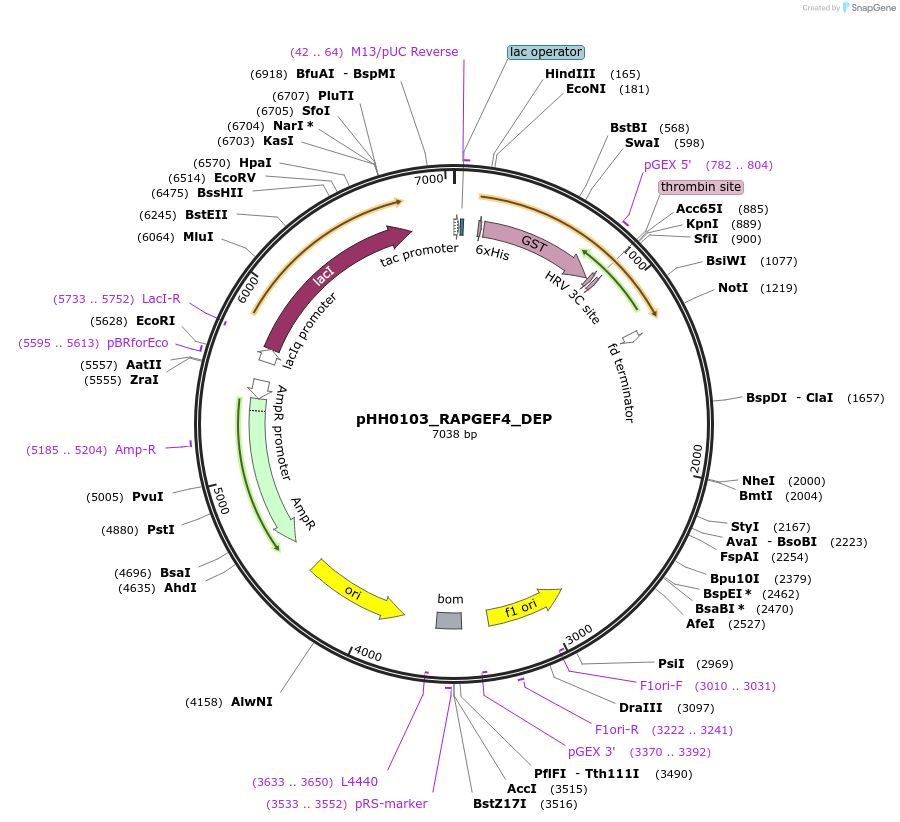 109895-plasmid-map-sequence-id-215040