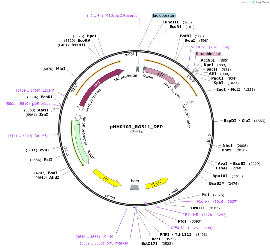 109896-plasmid-map-sequence-id-215041