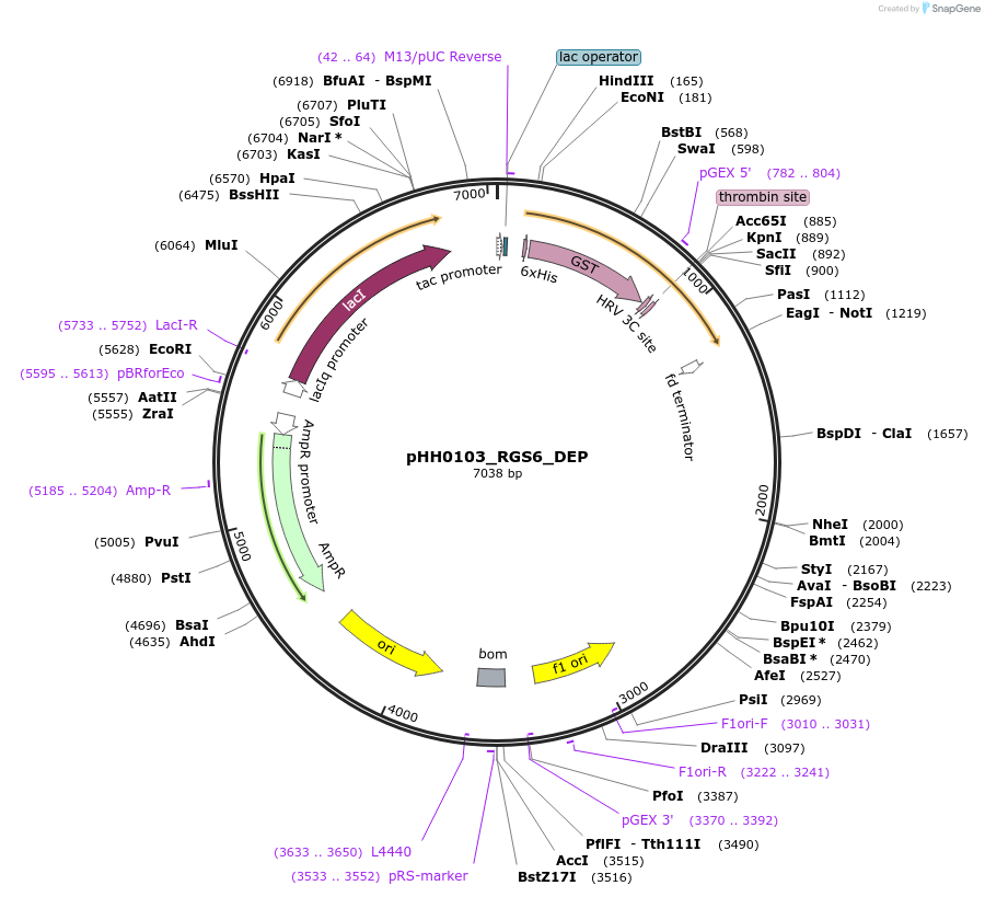 109897-plasmid-map-sequence-id-215042
