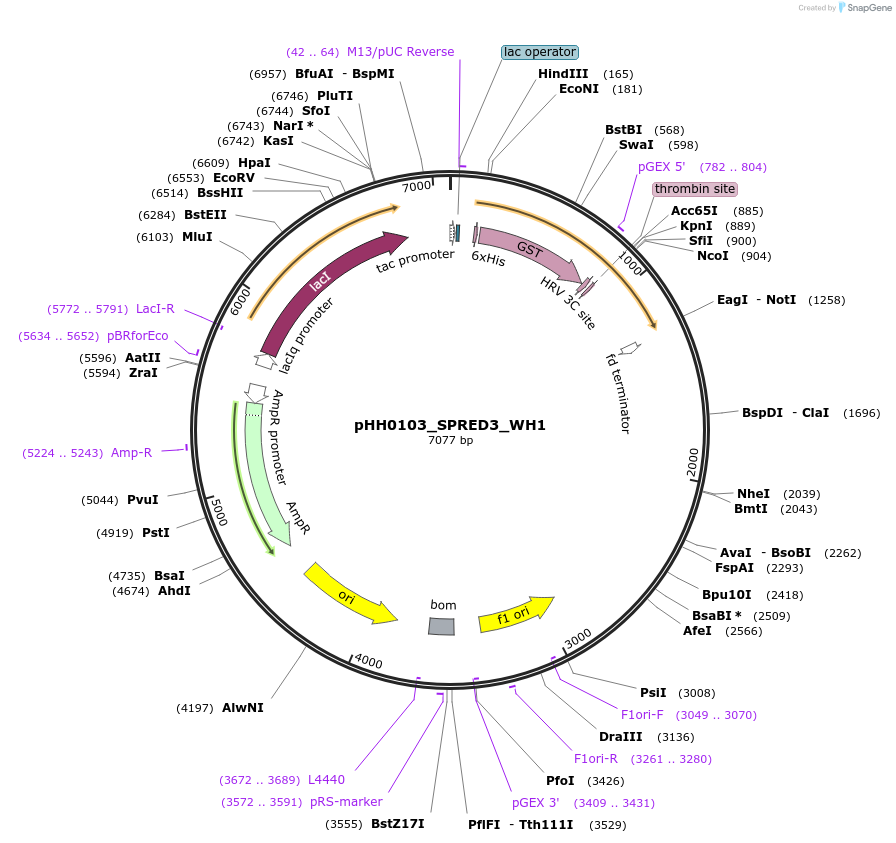 109899-plasmid-map-sequence-id-215044