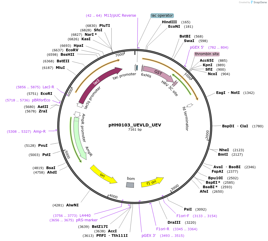 109902-plasmid-map-sequence-id-215046