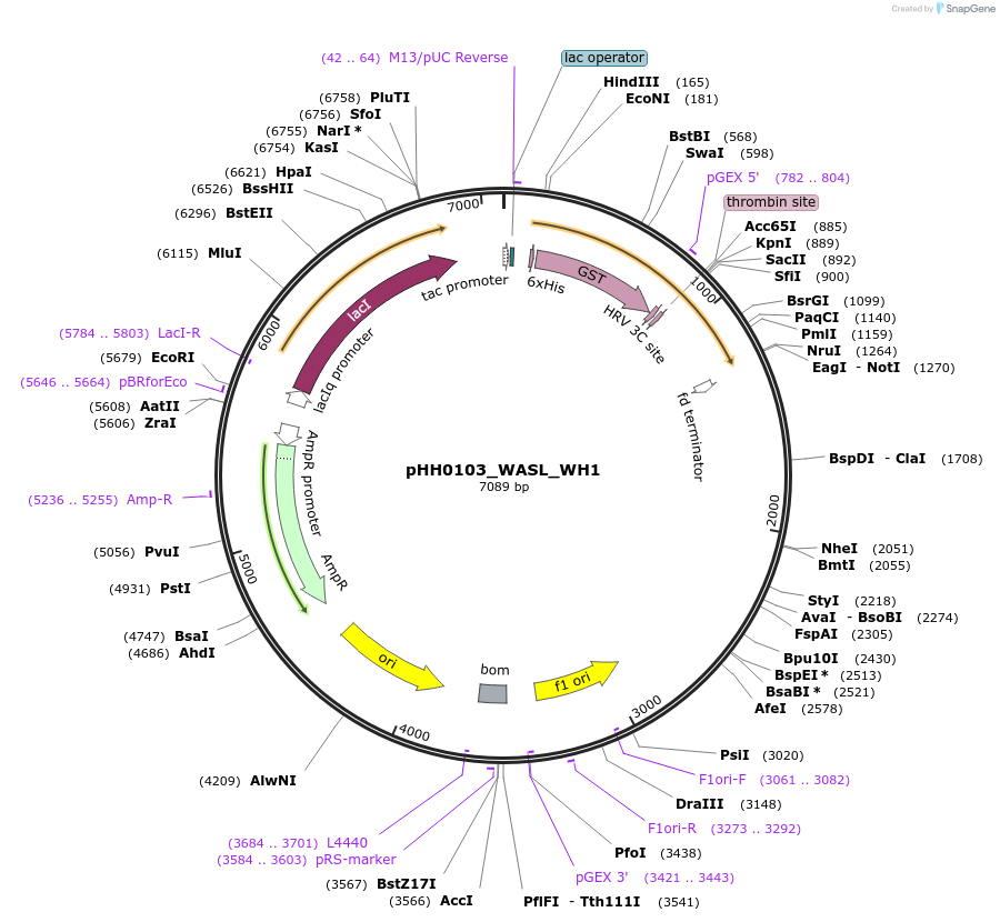 109903-plasmid-map-sequence-id-215047