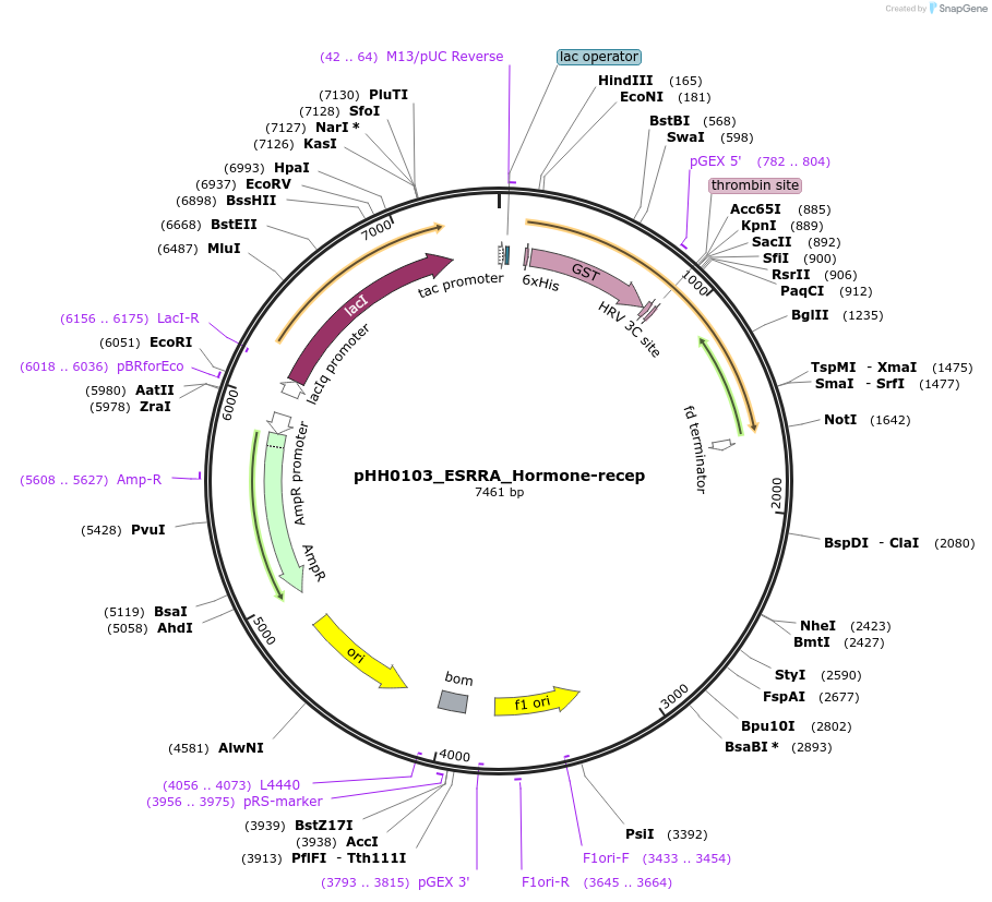 109908-plasmid-map-sequence-id-215053