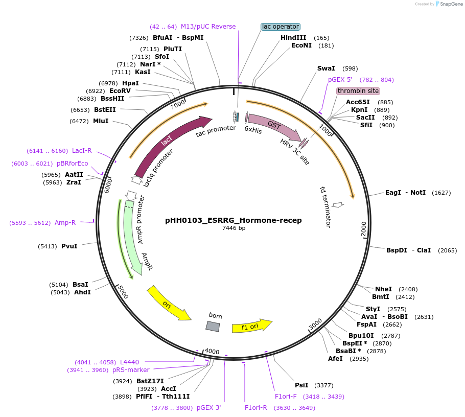 109910-plasmid-map-sequence-id-215057