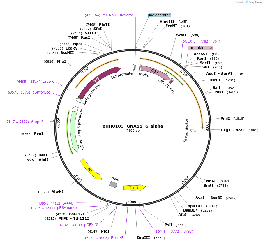109911-plasmid-map-sequence-id-215058