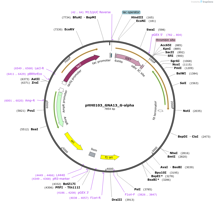 109913-plasmid-map-sequence-id-215059