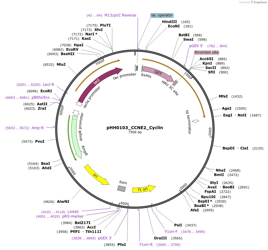 109917-plasmid-map-sequence-id-215062
