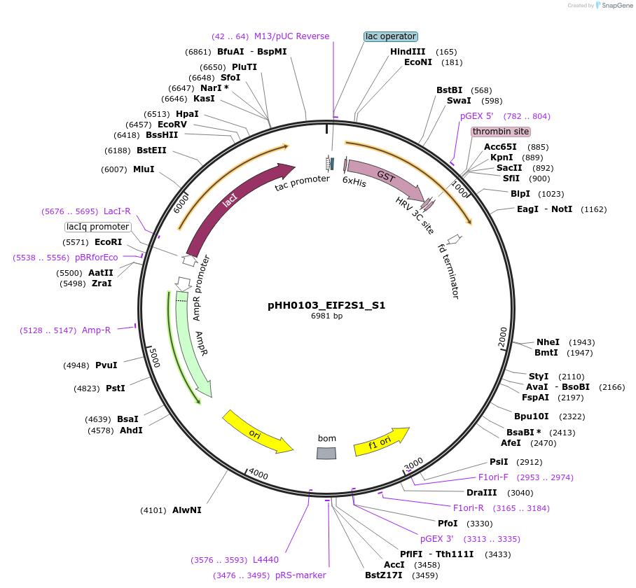 109921-plasmid-map-sequence-id-215068