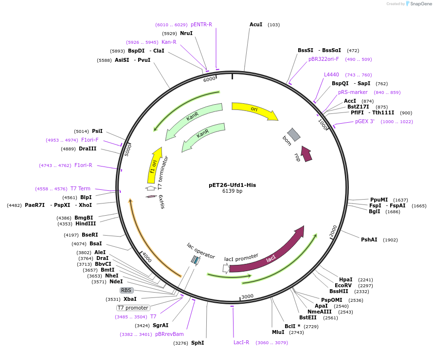 21266-plasmid-map-sequence-id-215072