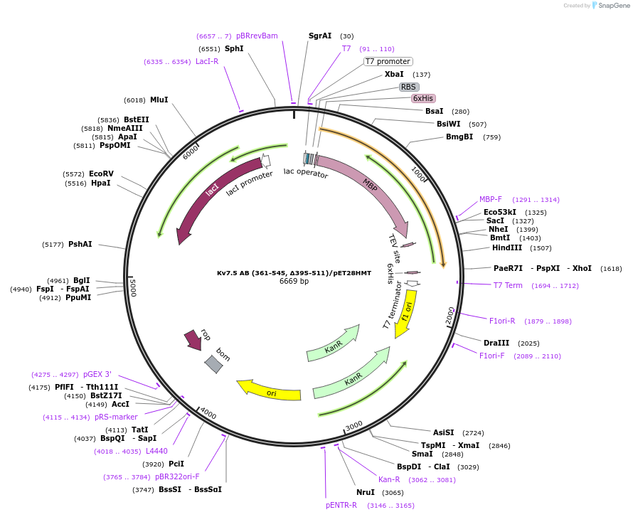 111267-plasmid-map-sequence-id-215075