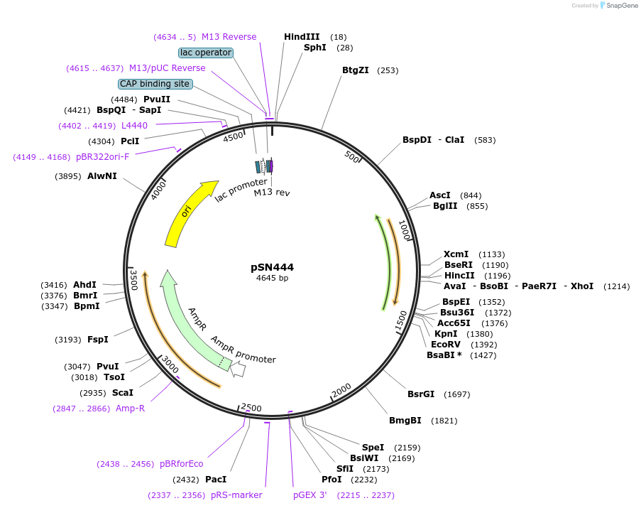 108331-plasmid-map-sequence-id-215077