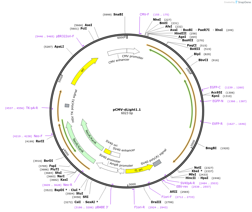 111053-plasmid-map-sequence-id-215079