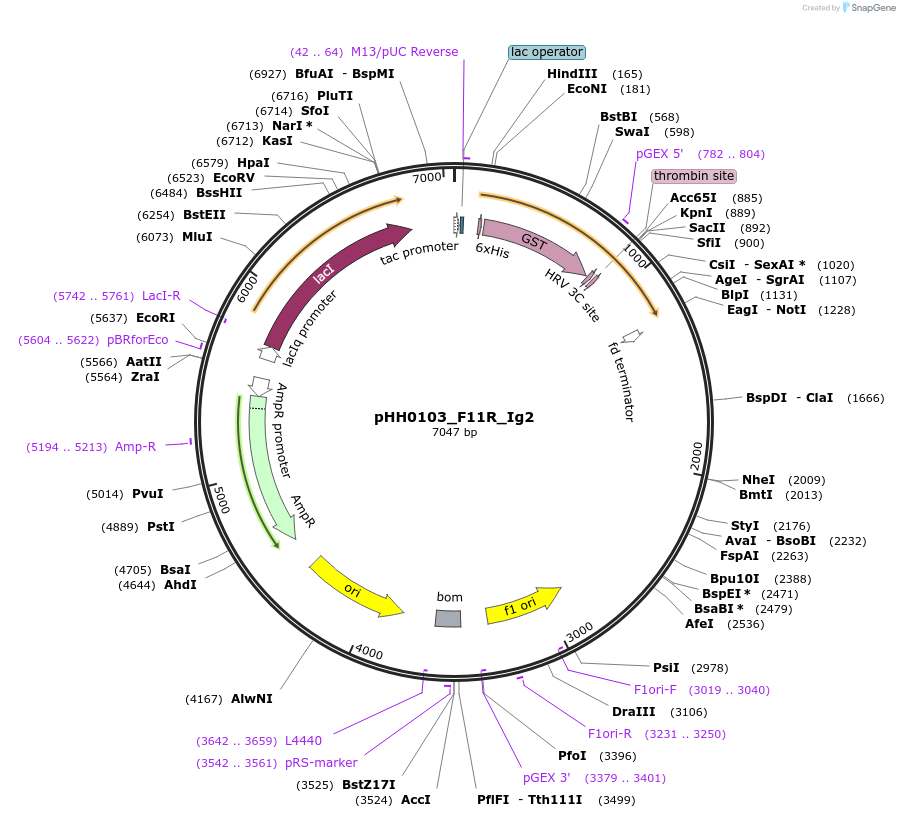 109922-plasmid-map-sequence-id-215094