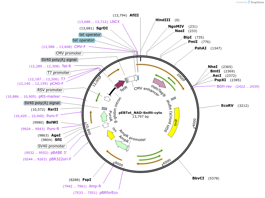 113914-plasmid-map-sequence-id-215095