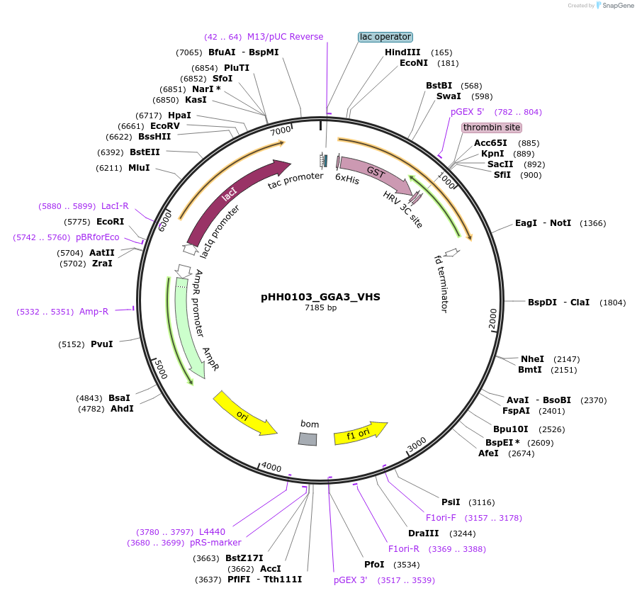 109925-plasmid-map-sequence-id-215096