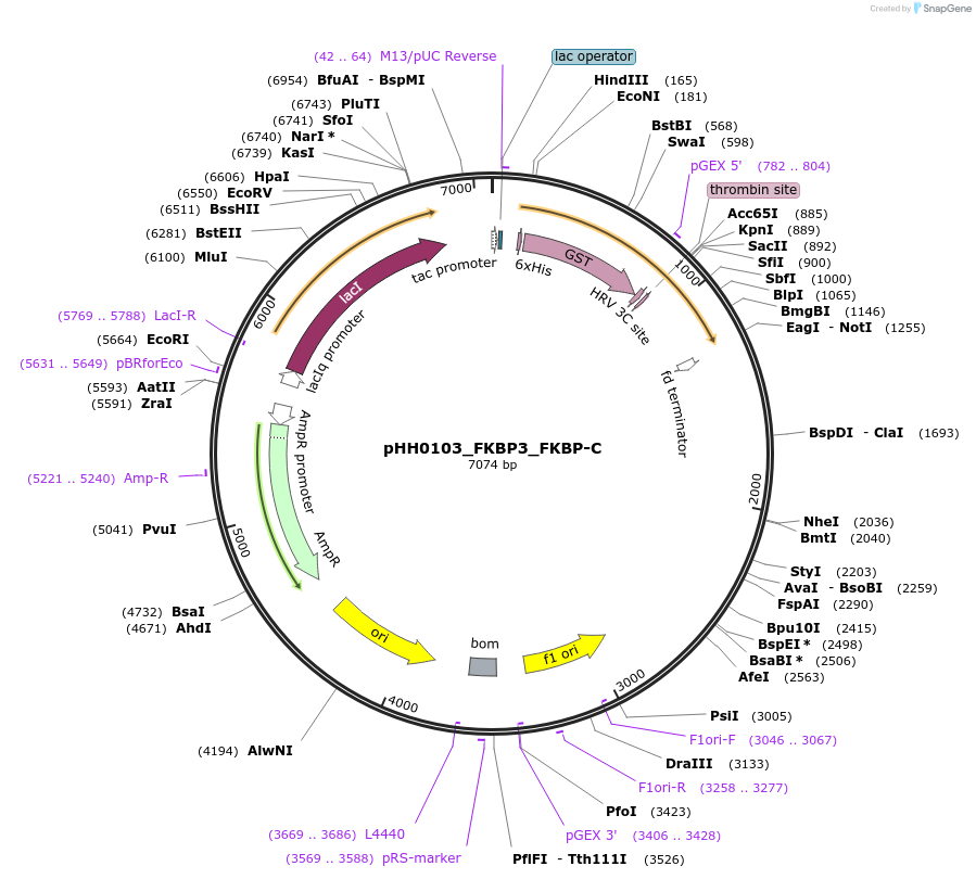 109923-plasmid-map-sequence-id-215097