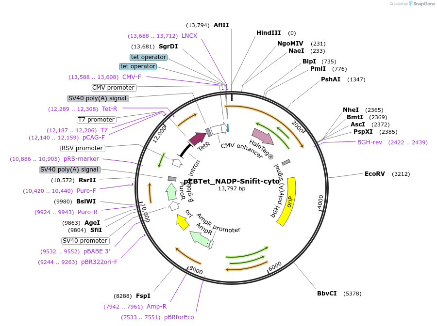 113917-plasmid-map-sequence-id-215100