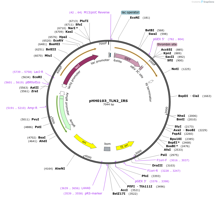 109939-plasmid-map-sequence-id-215102