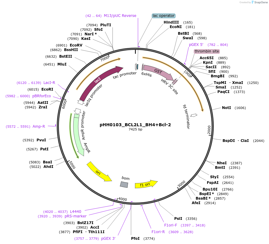 109993-plasmid-map-sequence-id-215104