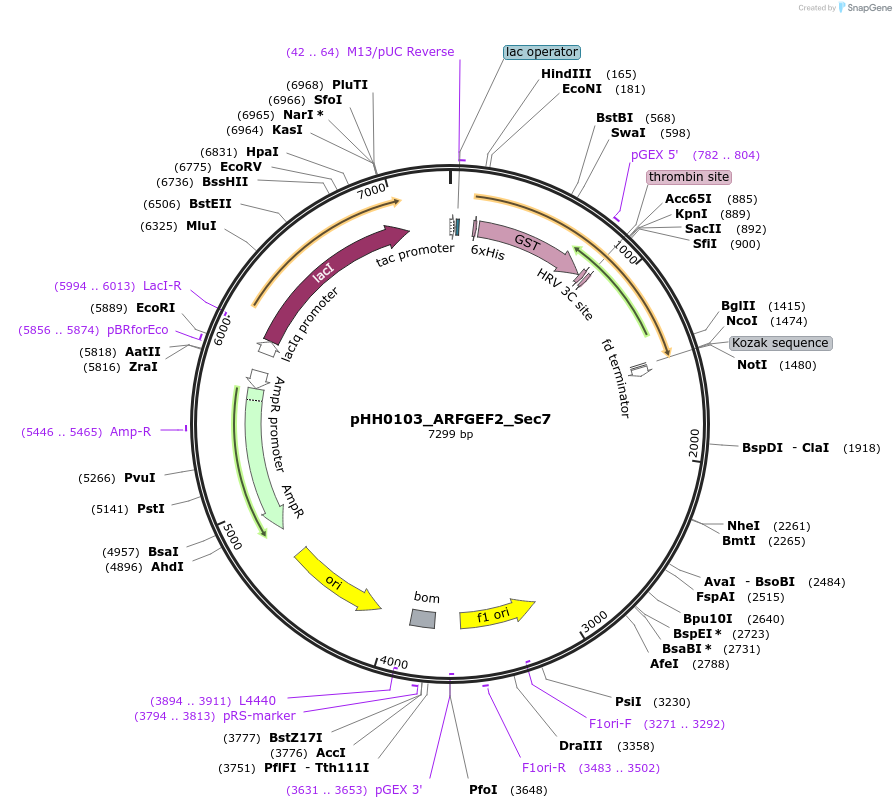 109924-plasmid-map-sequence-id-215105
