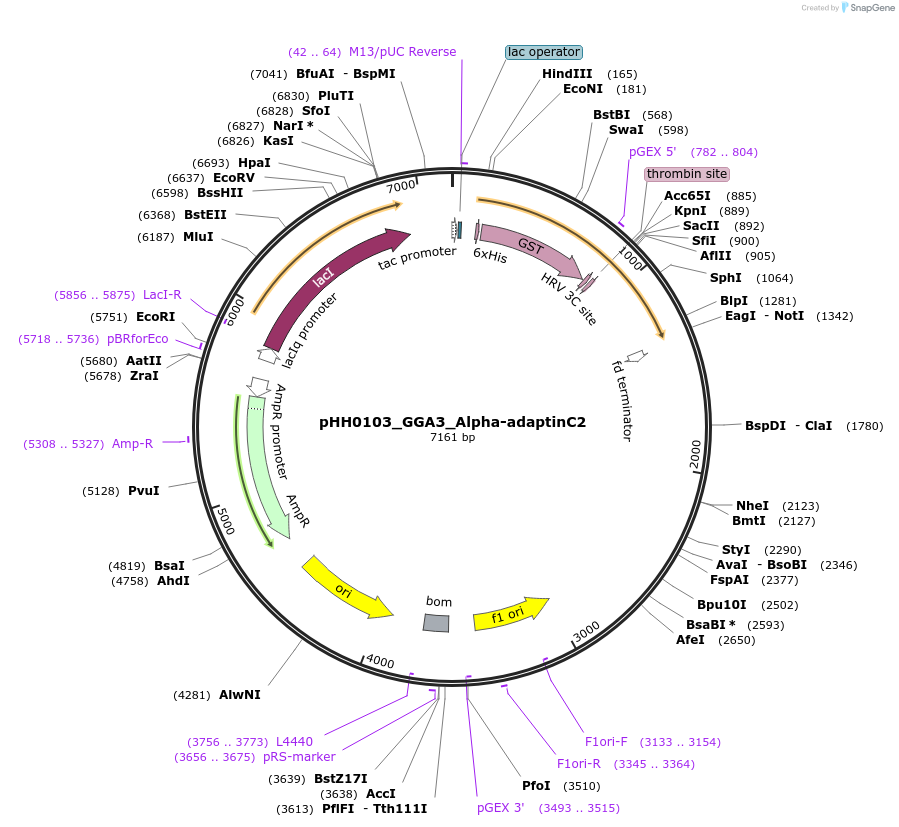 109926-plasmid-map-sequence-id-215106