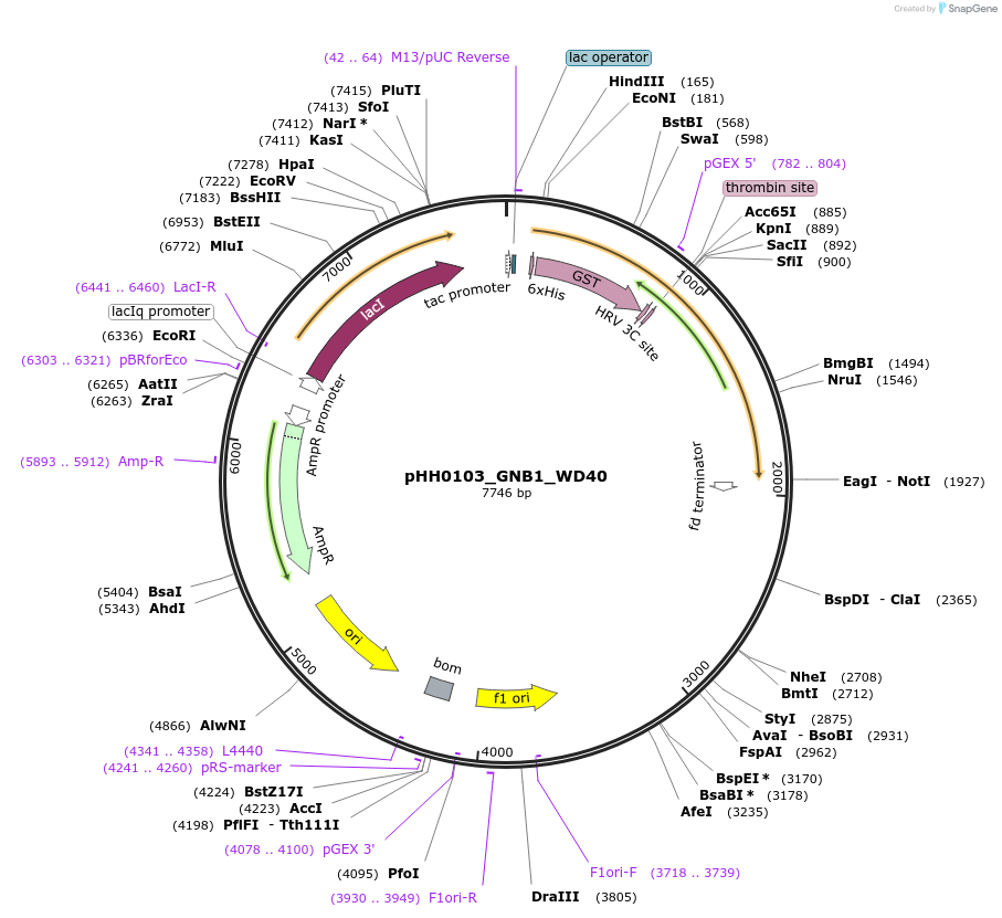 109927-plasmid-map-sequence-id-215107