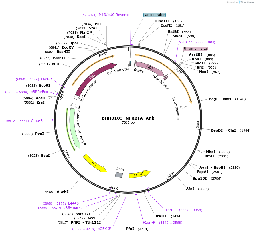 109929-plasmid-map-sequence-id-215109