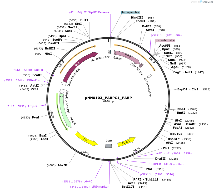 109931-plasmid-map-sequence-id-215110