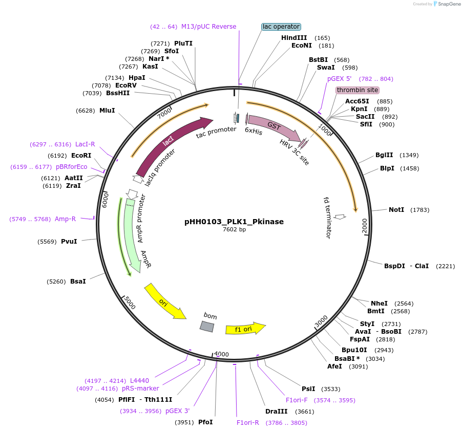 109933-plasmid-map-sequence-id-215112