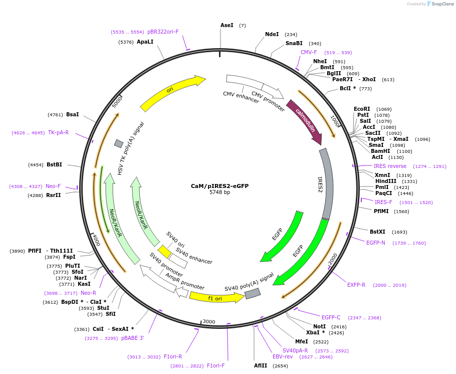 111499-plasmid-map-sequence-id-215115